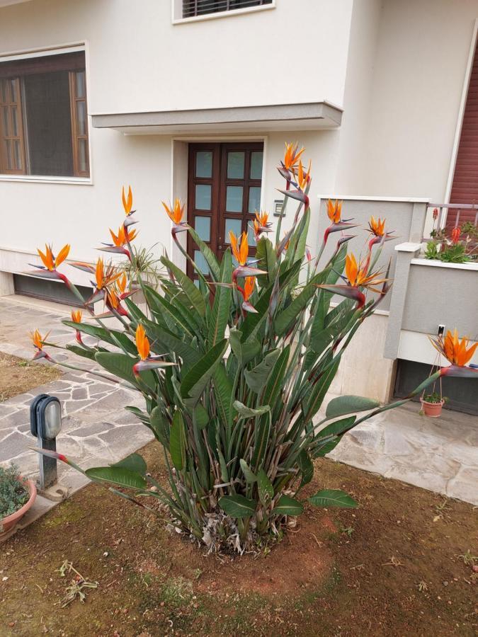Le Strelizie Apartment Arnesano Bagian luar foto